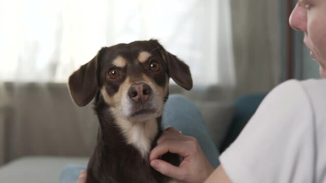 Woman petting dog looking in a camera close up. Female owner stroking brown puppy. Furry pet watching. Little best friends. Happy domestic animal at home.