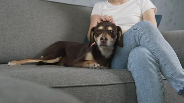 Woman petting dog pan shot. Female owner stroking brown puppy. Furry pet relaxing on couch. Little best friends. Happy domestic animal get pat on the back at home.