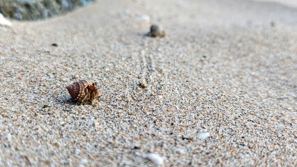 Hermit Crabs on a beach