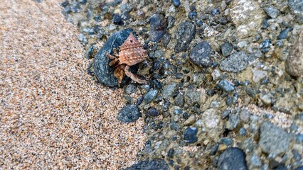 Hermit Crabs on a beach