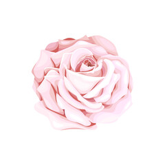 Vector blooming rose on the white background