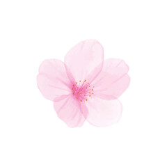Obraz na płótnie Canvas Vector branch of cherry blossom illustration watercolor painting sakura bud isolated on white