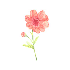 Vector hand drawn watercolor poppy flower