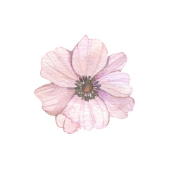 Vector hand painted watercolor flower