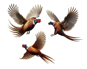 A set of Ring-necked Pheasants flying isolated on a transparent background - obrazy, fototapety, plakaty