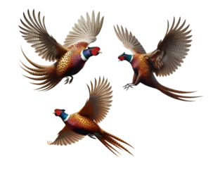Foto op Plexiglas A set of Ring-necked Pheasants flying isolated on a transparent background © Shoofly 3D