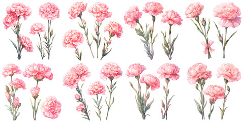 Pink carnation watercolor illustration clipart. Generative AI - obrazy, fototapety, plakaty