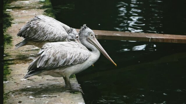 Two dalmatian pelican birds enjoying the lakeside tranquility. High quality footage.