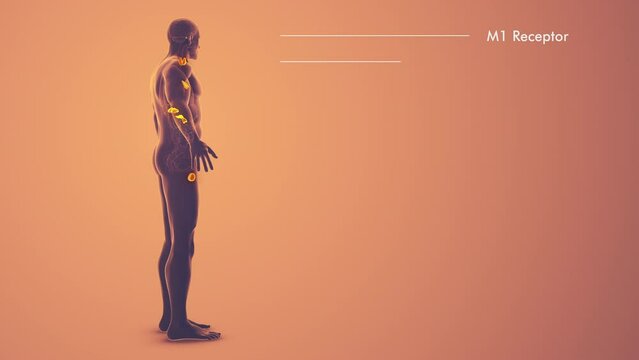 Male Endocrine System medical animation