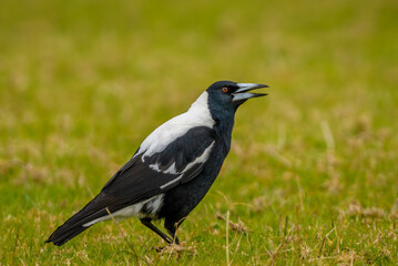australian magpie