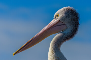 Australian pelican (Pelecanus conspicillatus)