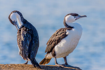 Black-faced cormorant (Phalacrocorax fuscescens)