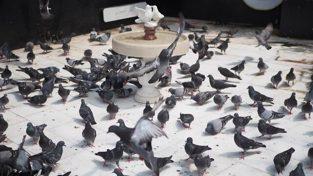 feeding pigeon birds on floor .