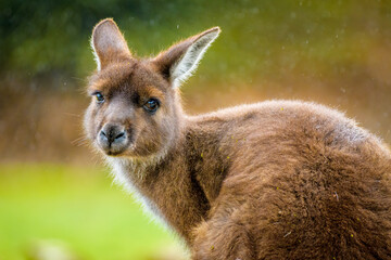 Kangaroo Island Kangaroo (Macropus fuliginosus fuliginosus) - obrazy, fototapety, plakaty
