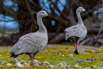 Cape Barren goose (Cereopsis novaehollandiae)