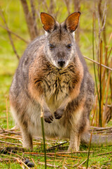 Tammar wallaby (Notamacropus eugenii)