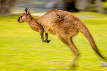 Kangaroo Island Kangaroo (Macropus fuliginosus fuliginosus) © Sunil Singh