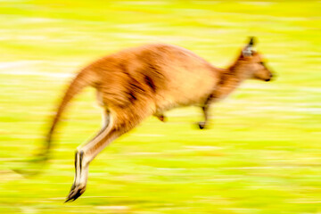 Kangaroo Island Kangaroo (Macropus fuliginosus fuliginosus) © Sunil Singh