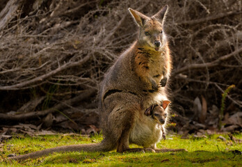 Naklejka premium Tammar wallaby (Notamacropus eugenii) with baby in pouch