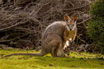 Tammar wallaby (Notamacropus eugenii) with baby in pouch