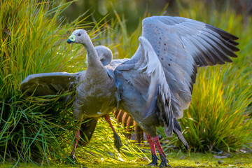 Cape Barren goose (Cereopsis novaehollandiae), Mating