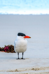 Caspian Tern