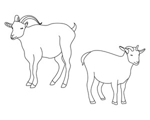 Domestic animal line drawing. goat outline vector illustration.