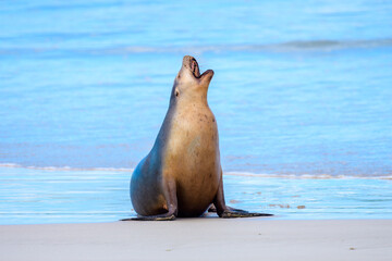 Australian Sea Lion, Kangaroo Island, Australia