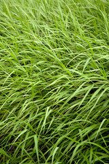 Fototapeta na wymiar reeds of summer