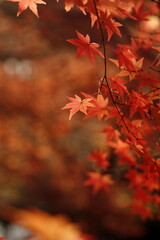 日本の秋の紅葉