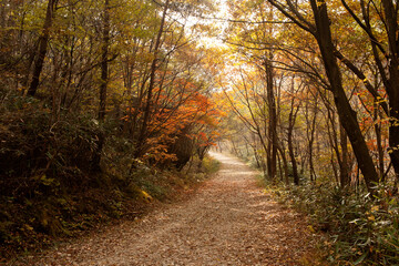 path in autumn forest