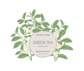 Round frame with tea plant. Hand drawn Camellia sinensis. Green tea leaves and flowers. Vector illustration botanical. Packaging elements.