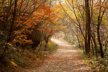 Obraz premium path in autumn forest
