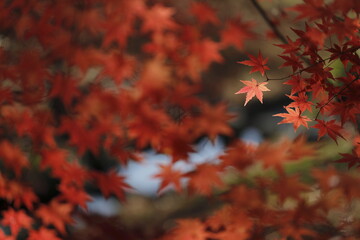 日本の秋の紅葉