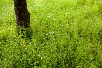Papier Peint photo Lavable Herbe green grass in the park
