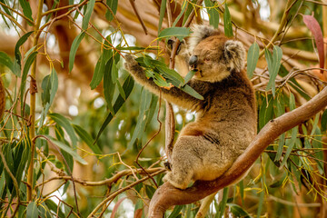 Koala, Hanson Bay Wildlife Sanctuary, Kangaroo Island