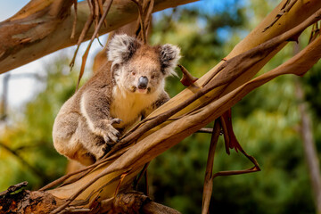 Koala, Hanson Bay Wildlife Sanctuary, Kangaroo Island