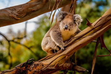 Koala, Hanson Bay Wildlife Sanctuary, Kangaroo Island