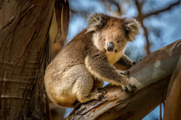 Koala, Hanson Bay Wildlife Sanctuary, Kangaroo Island