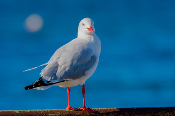 Silver gull (Chroicocephalus novaehollandiae)