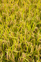 autumn when rice is ripening