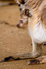 Eastern grey kangaroo baby in mother's pouch