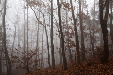 a forest in fog
