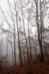 a forest in fog