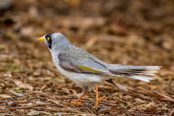 Noisy miner (Manorina melanocephala)