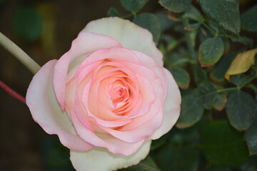 pink rose, rose, winter flowers, 