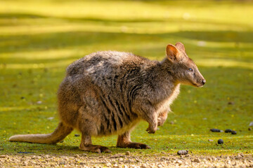 tasmanian pademelon (thylogale billardierii)