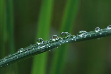 Dew forms when water vapor in the atmosphere condenses onto cool surfaces. This is the same process that you witness on your bathroom mirror when you take a shower: water droplets form when warm, mois