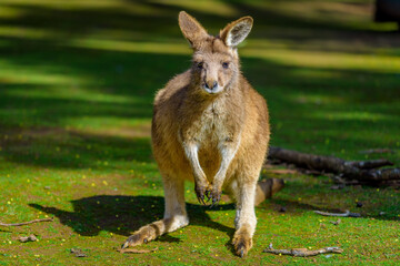 Eastern grey kangaroo (Macropus giganteus)