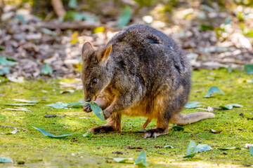tasmanian pademelon (thylogale billardierii)